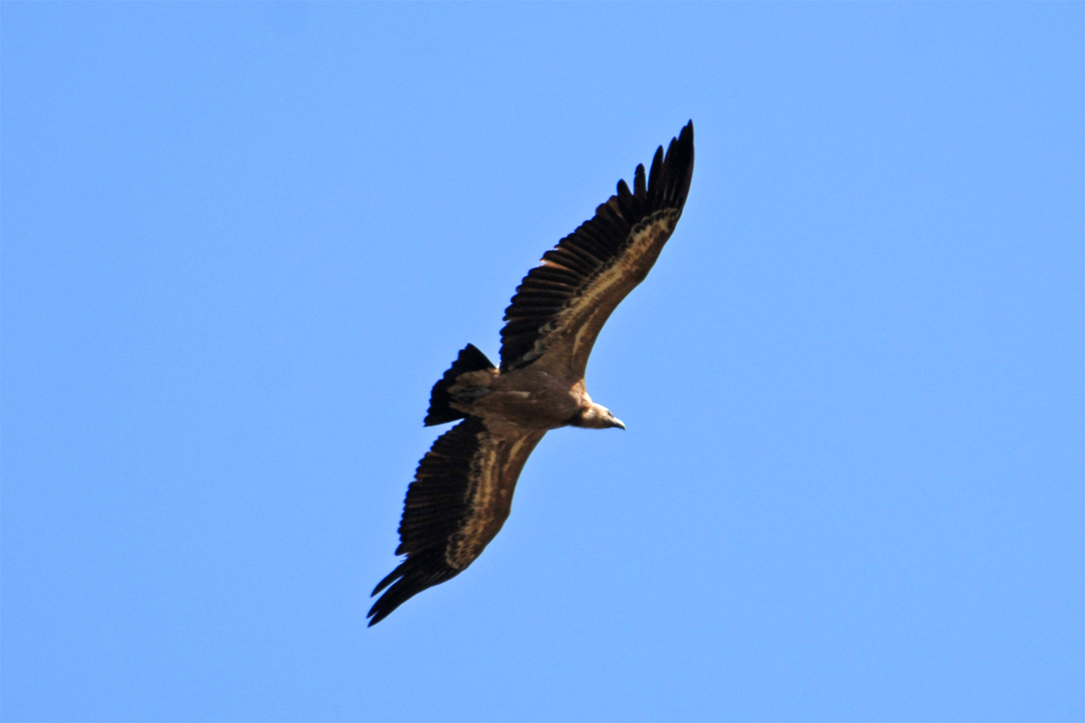 Auch Adler lassen sich hier beobachten