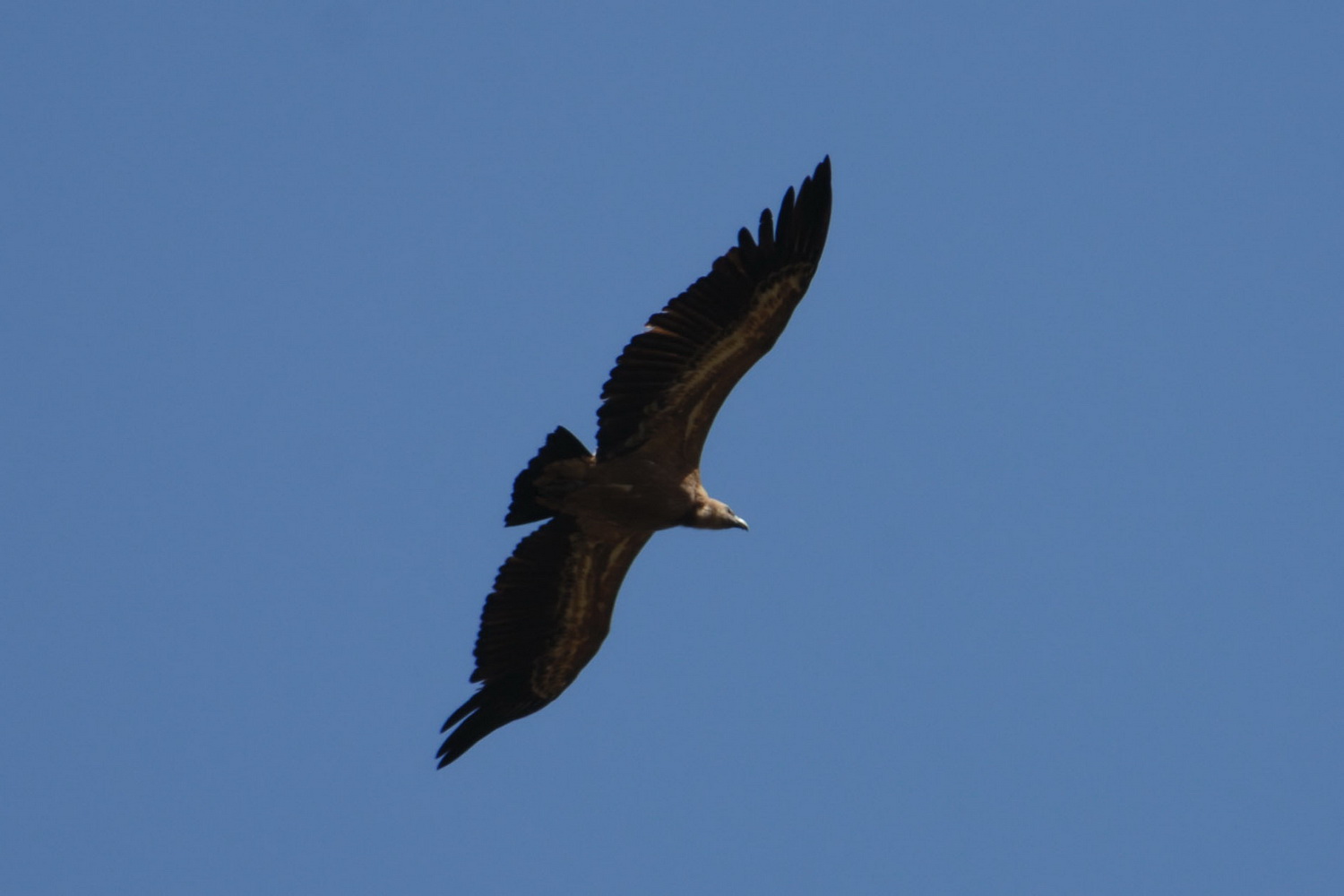 Bolonia Vögel