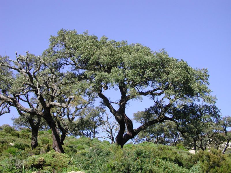 Eine Einzigartige Natur findet sich um Tarifa